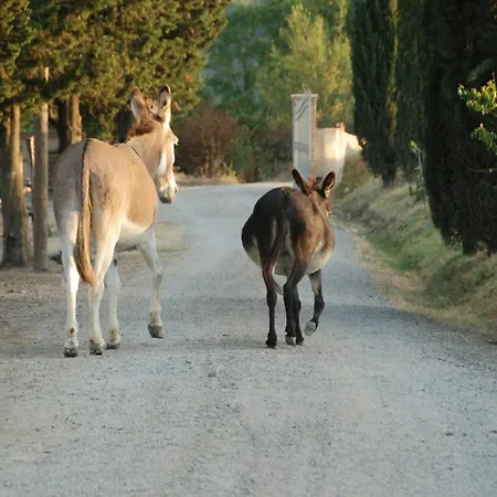 Diacceroni
