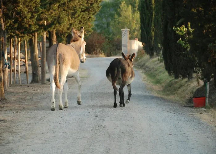 Diacceroni
